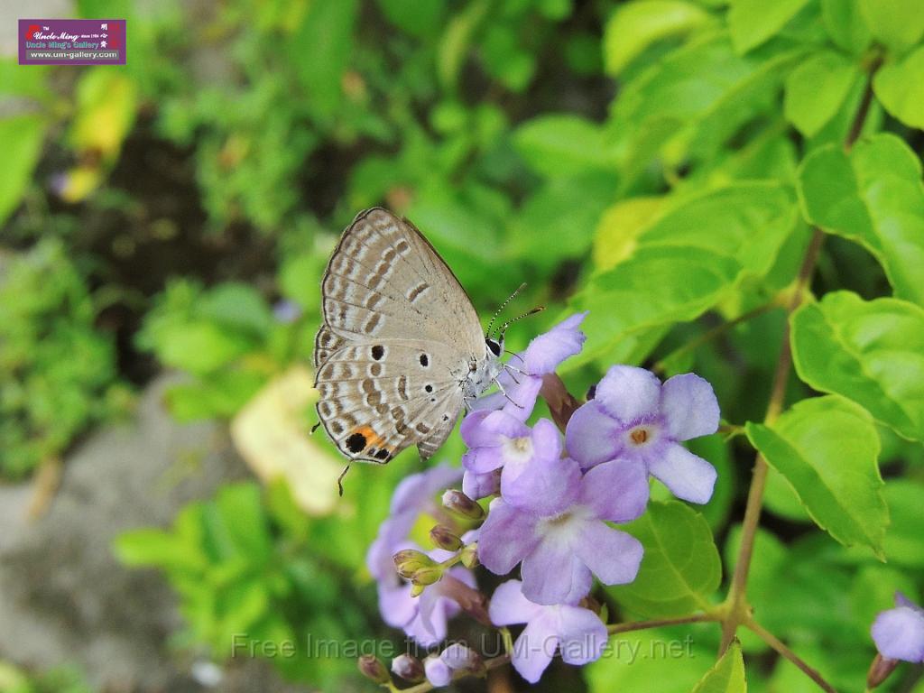 20130912bintan island-2_DSCN7054.JPG